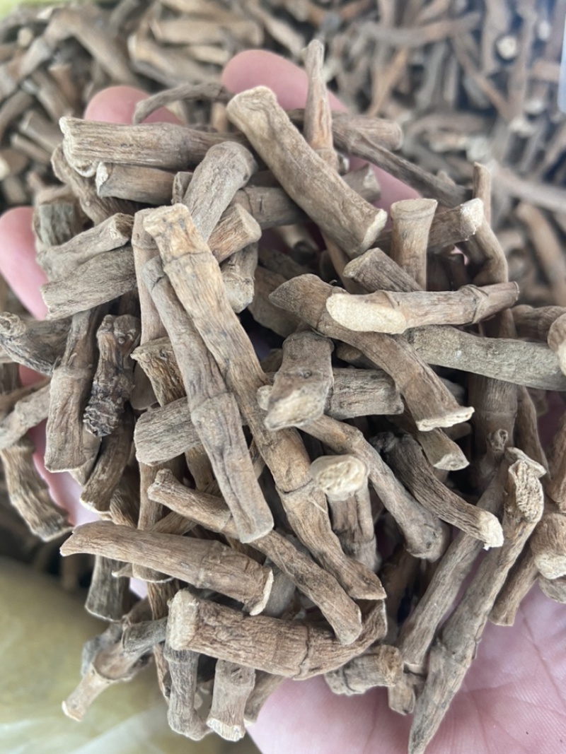 三白草