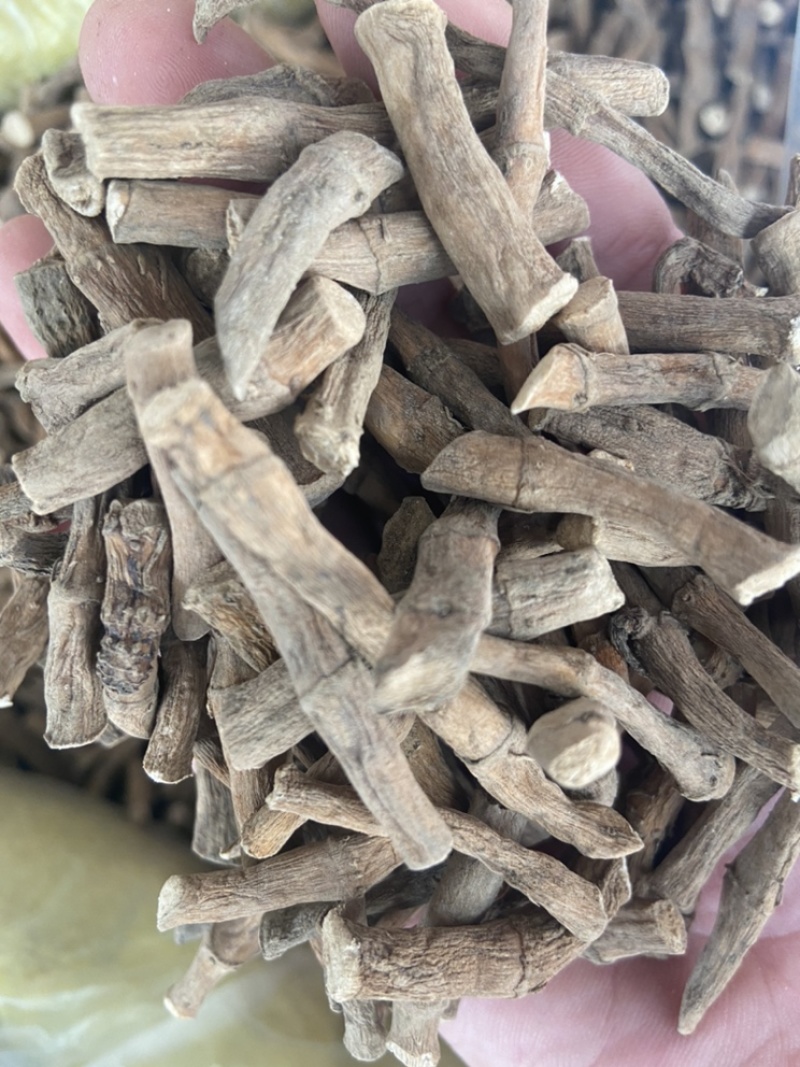 三白草