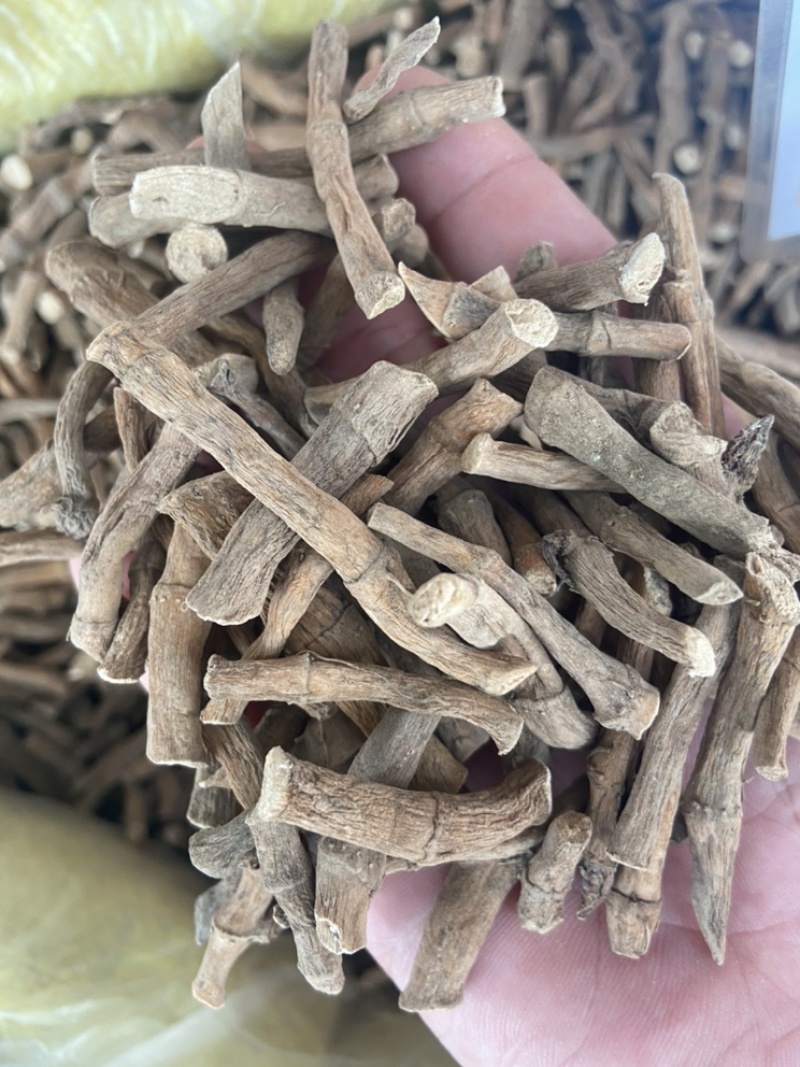 三白草