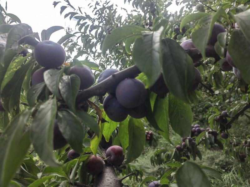 红脆李已成熟