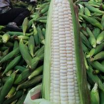 本地糯玉米白玉米大量上市中长期有货口感好无虫满米熟度好