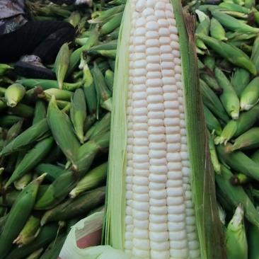 本地糯玉米白玉米大量上市中长期有货口感好无虫满米熟度好