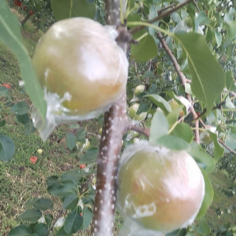 山西一手货隰县特产玉露香梨货量充足质量保证视频看货