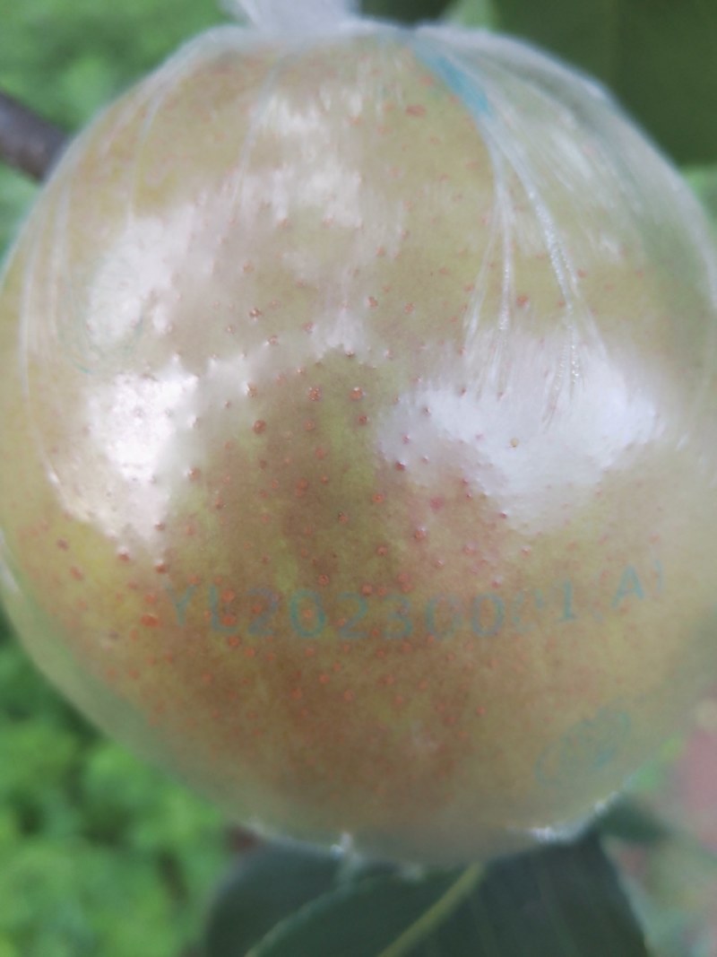 山西一手货隰县特产玉露香梨货量充足质量保证视频看货