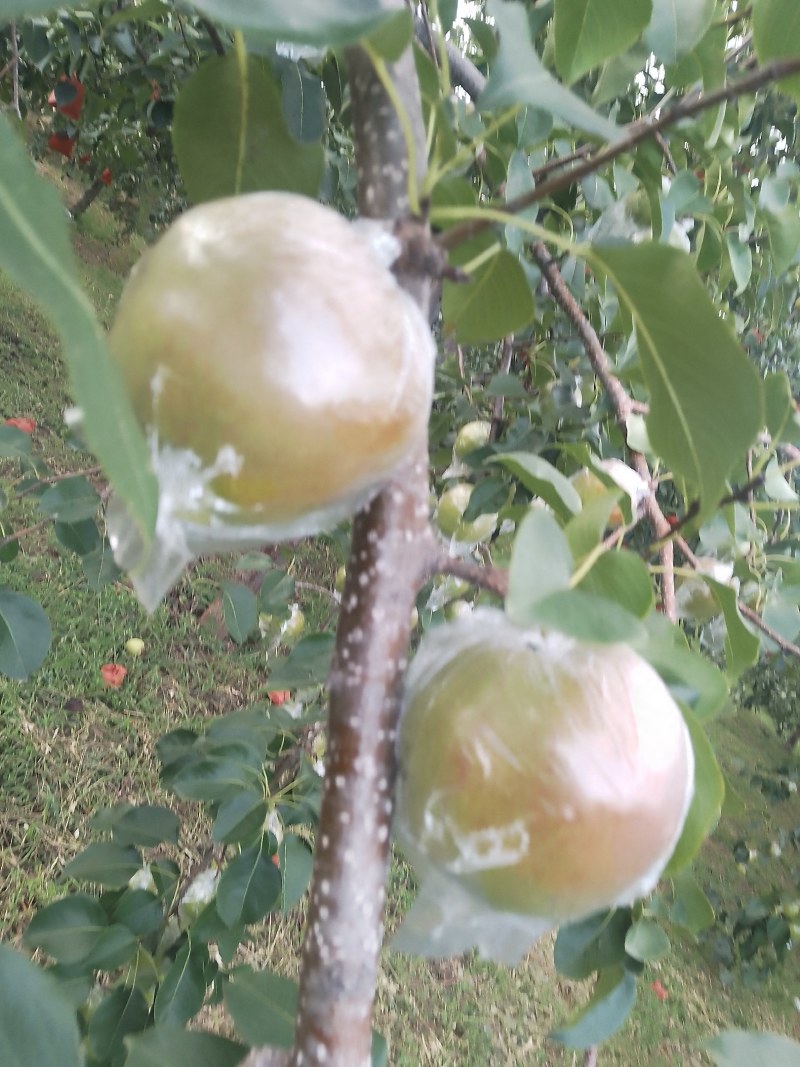 山西一手货隰县特产玉露香梨货量充足质量保证视频看货