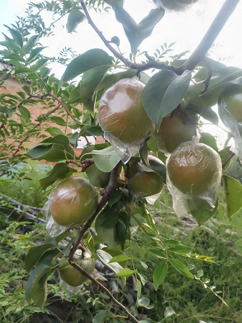 山西一手货隰县特产玉露香梨货量充足质量保证视频看货