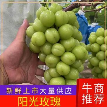 江苏新沂阳光玫瑰葡萄大量上市中，万亩基地，原产地发货！
