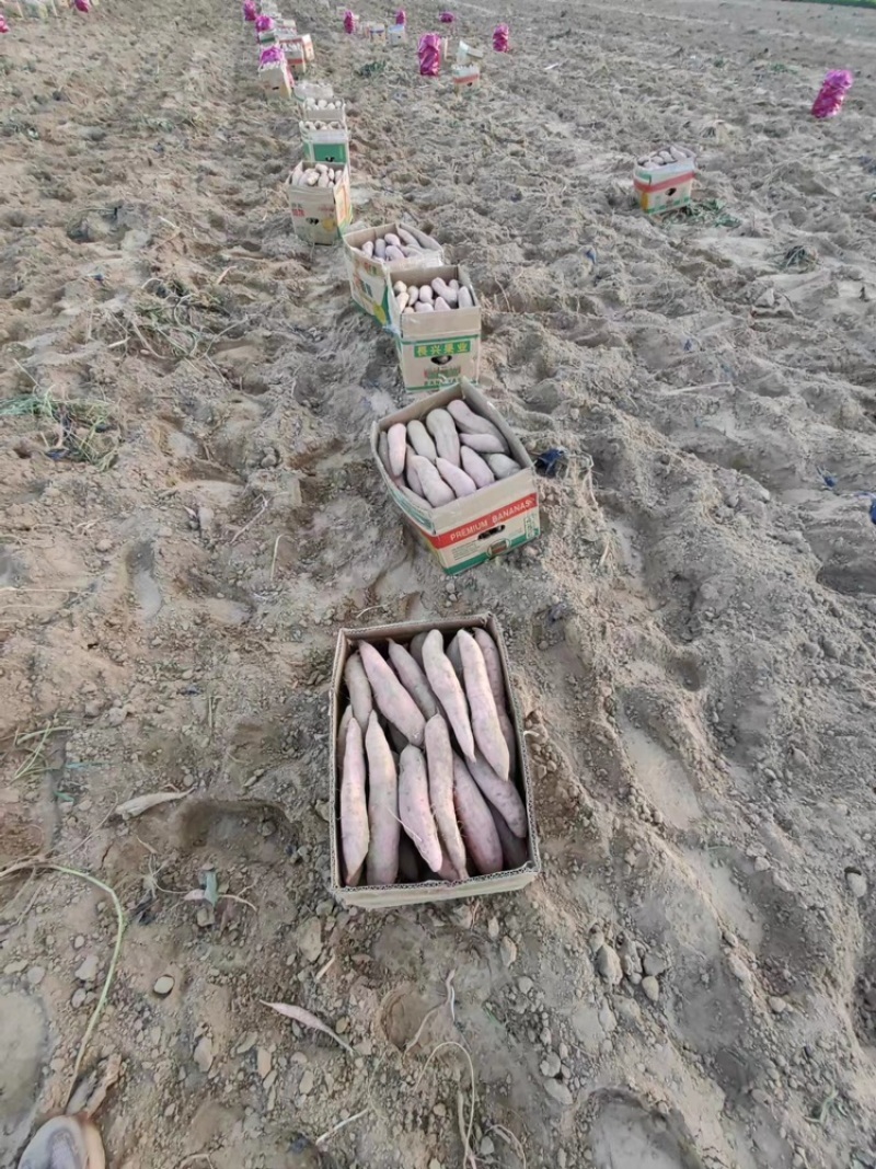 【热销】山东红薯哈密地瓜大量上市产地直发欢迎订购