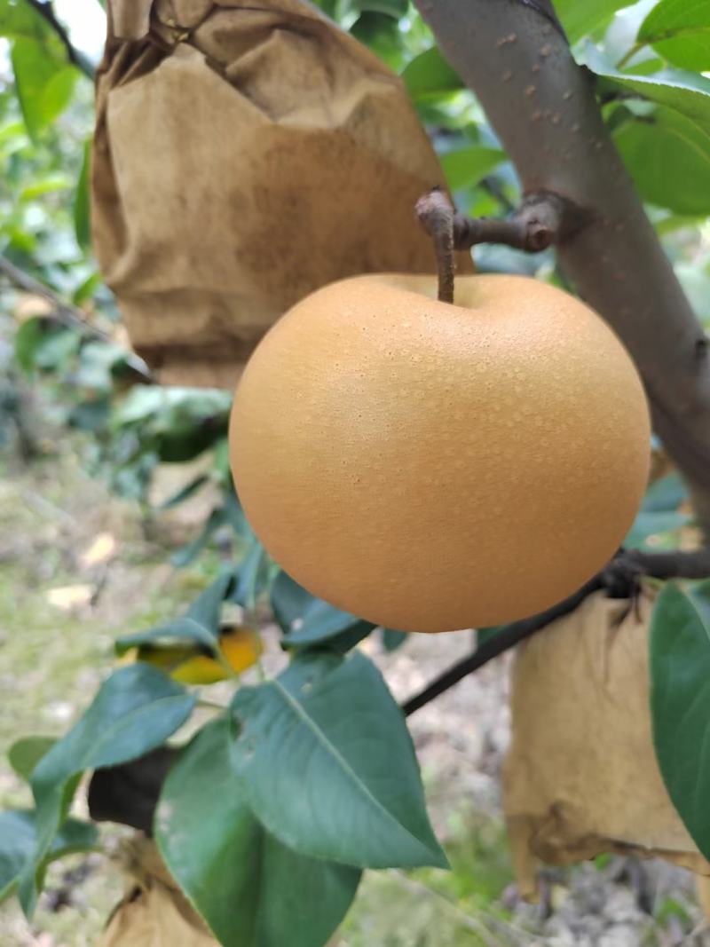 威县精品秋月梨