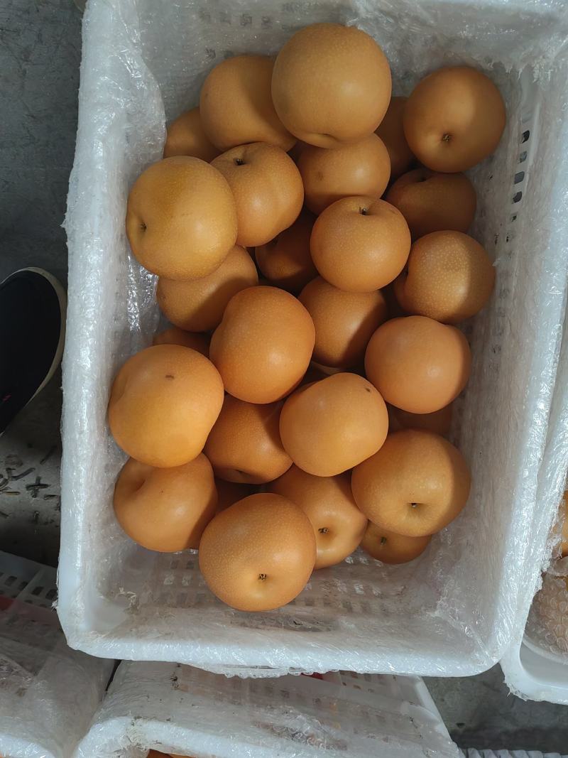 威县精品秋月梨