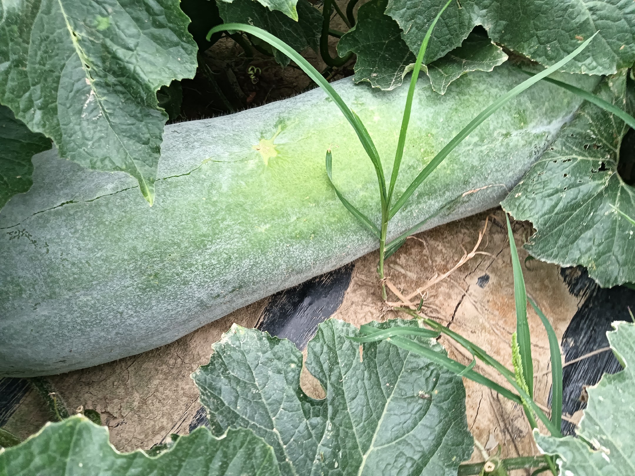 冬瓜土豆搭配食谱示意图