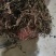 纯野生红牛膝