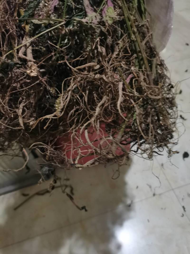 纯野生红牛膝