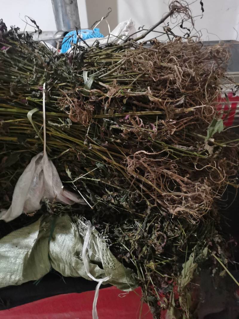纯野生红牛膝