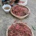 纯野生红牛膝