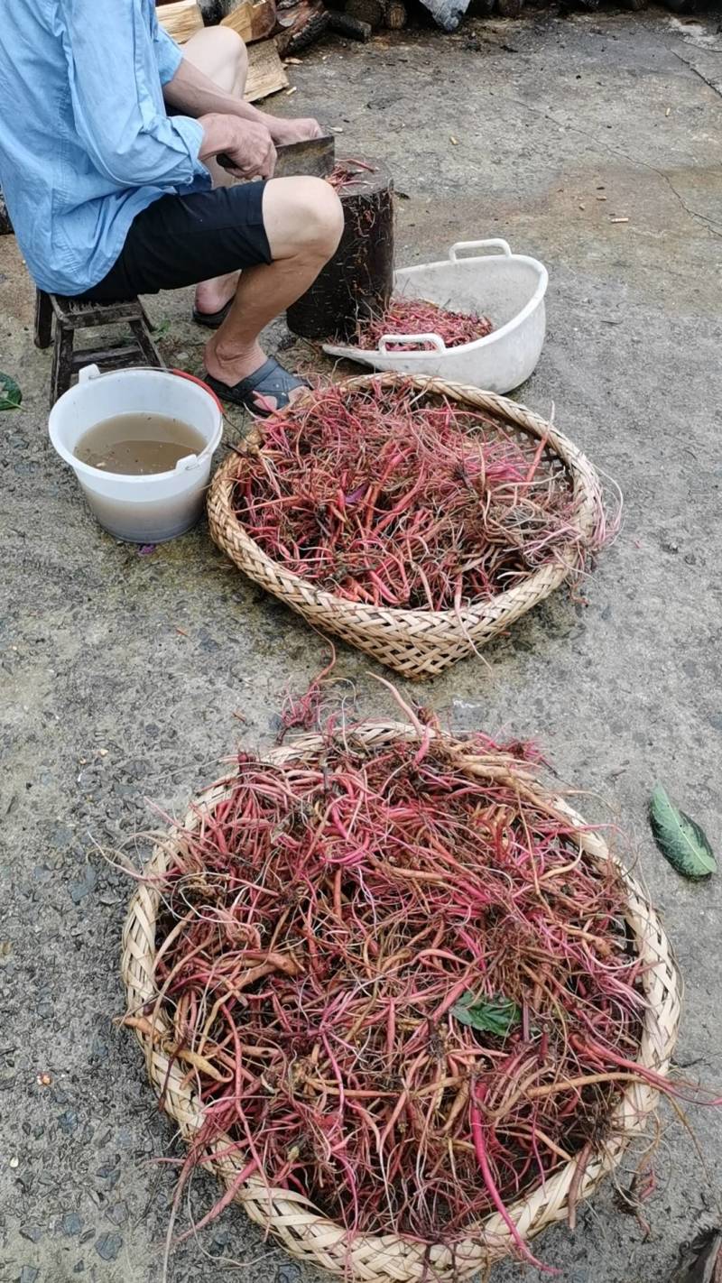 纯野生红牛膝