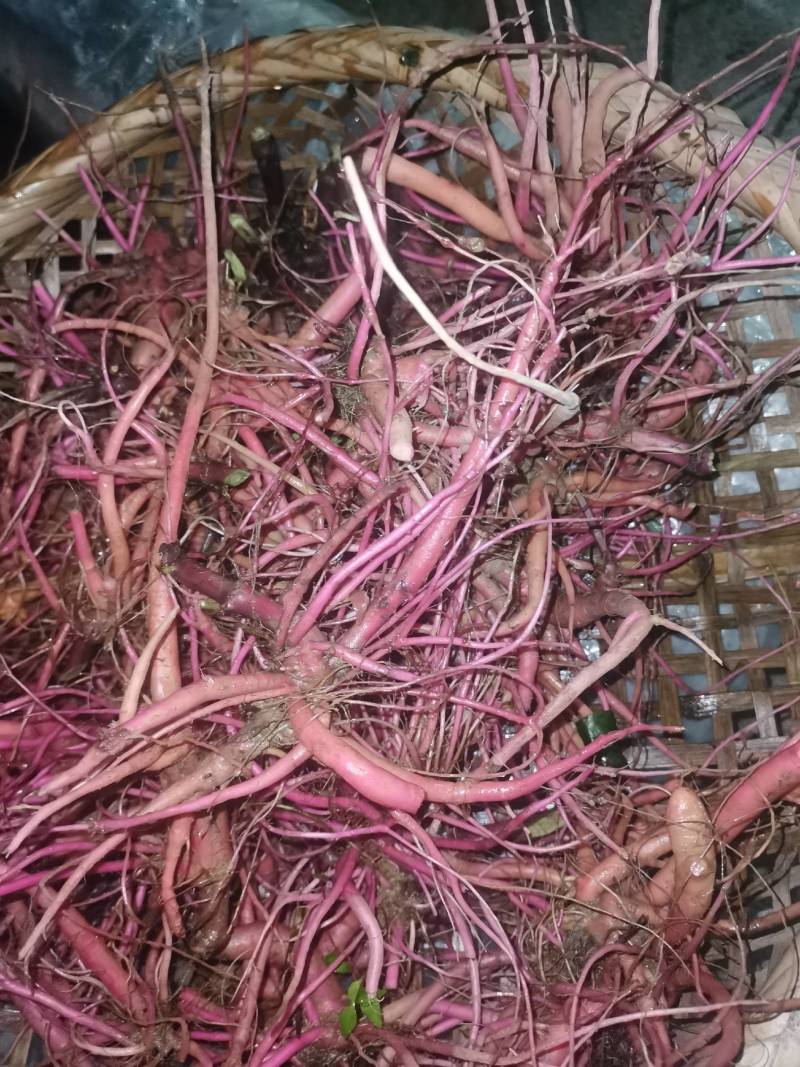 纯野生红牛膝