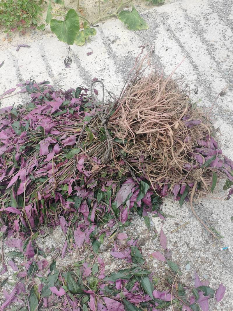 纯野生红牛膝