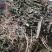 纯野生红牛膝