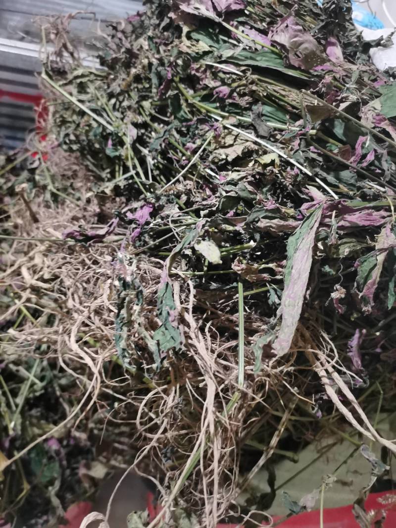 纯野生红牛膝