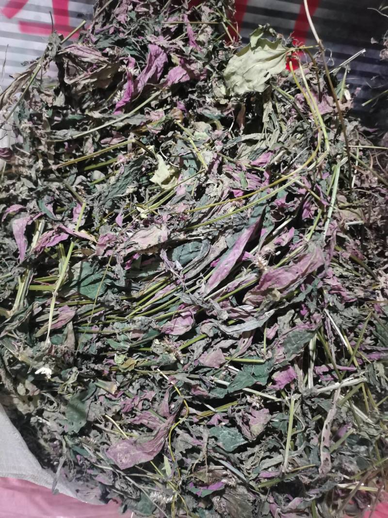 纯野生红牛膝