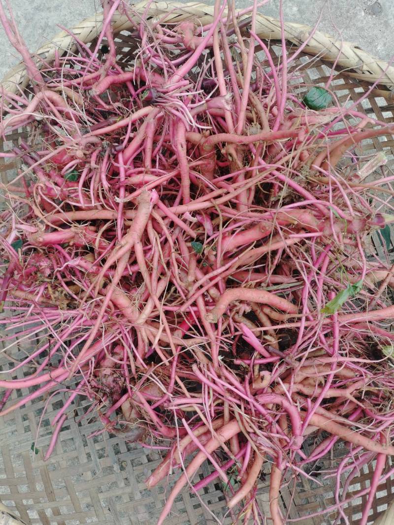 纯野生红牛膝