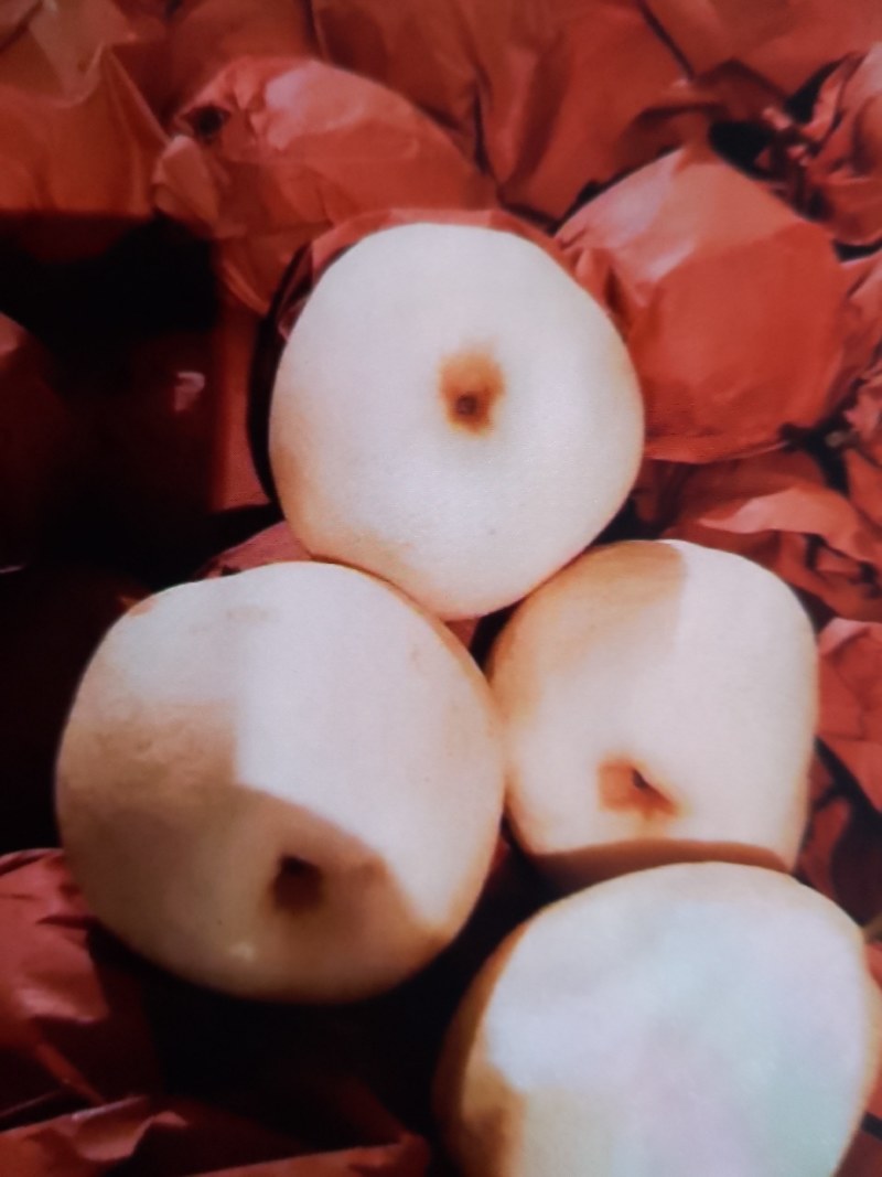 山西一手酥梨皮薄肉厚保质保量量大从优视频看货