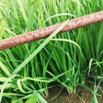 精品韭菜头刀韭菜一手货源河北省万全区