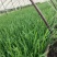 精品韭菜头刀韭菜一手货源河北省万全区