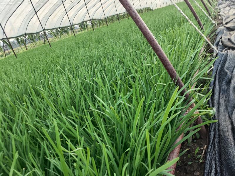 精品韭菜头刀韭菜一手货源河北省万全区