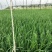 精品韭菜头刀韭菜一手货源河北省万全区