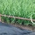 精品韭菜头刀韭菜一手货源河北省万全区