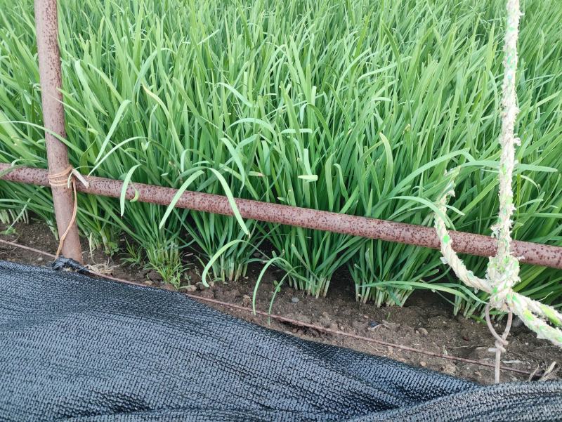 精品韭菜头刀韭菜一手货源河北省万全区