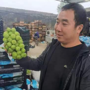 河北阳光玫瑰葡萄。晴王香印葡萄。电商平台一件代发
