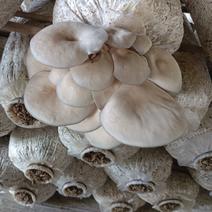 蘑菇大量上市