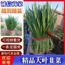 山东韭菜头茬新韭菜一手货源诚信经营货源充足保质保量