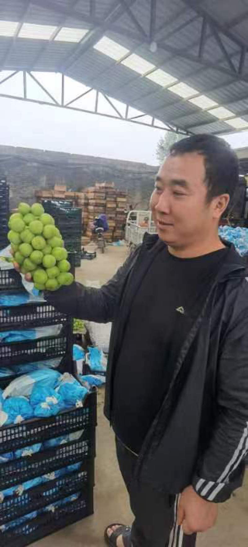 （实力供货商）河北阳光玫瑰。晴王香印葡萄一件代发