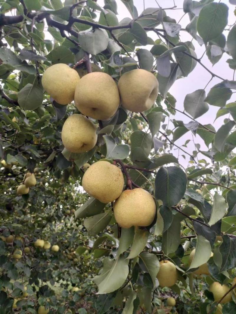 砀山酥梨，鲜果，汁多甘甜，含糖量高，欢迎电话咨询有优惠