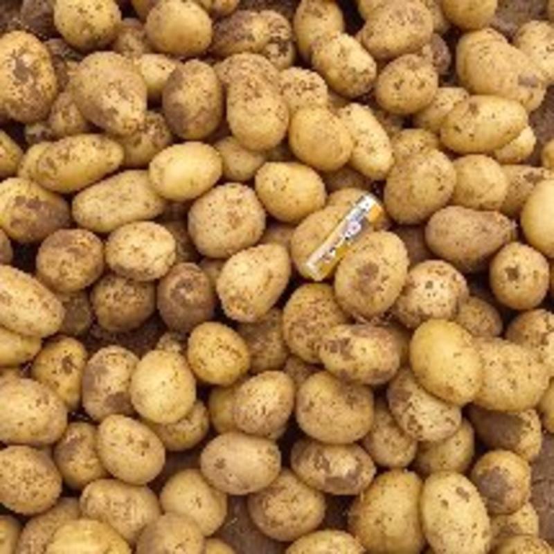 陕北纯沙地土豆大量有货1.53.5