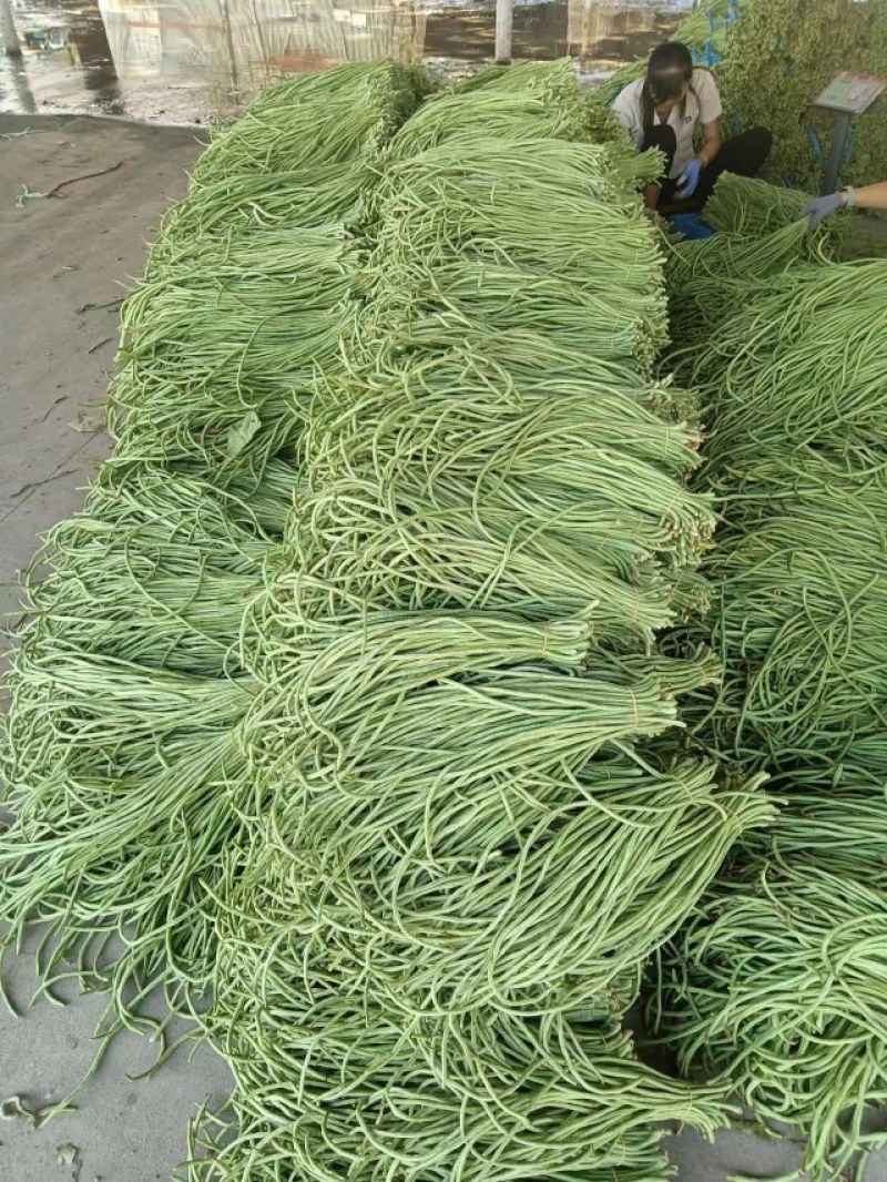精品青条豆角长豆角对接烘干加工厂腌制厂家保质量