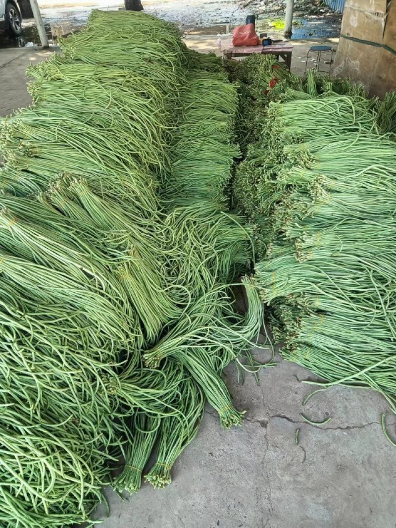 精品青条豆角长豆角对接烘干加工厂腌制厂家保质量