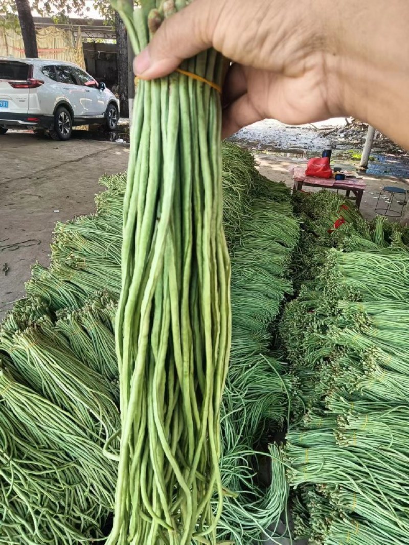 精品青条豆角长豆角对接烘干加工厂腌制厂家保质量
