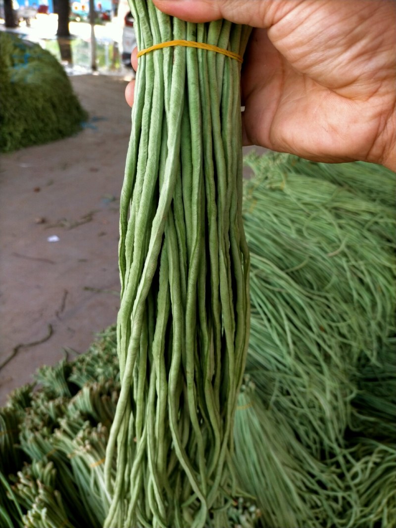 精品青条豆角长豆角对接烘干加工厂腌制厂家保质量