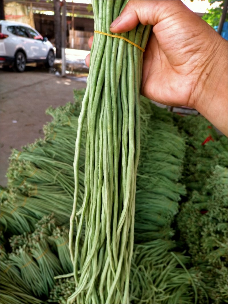 精品青条豆角长豆角对接烘干加工厂腌制厂家保质量