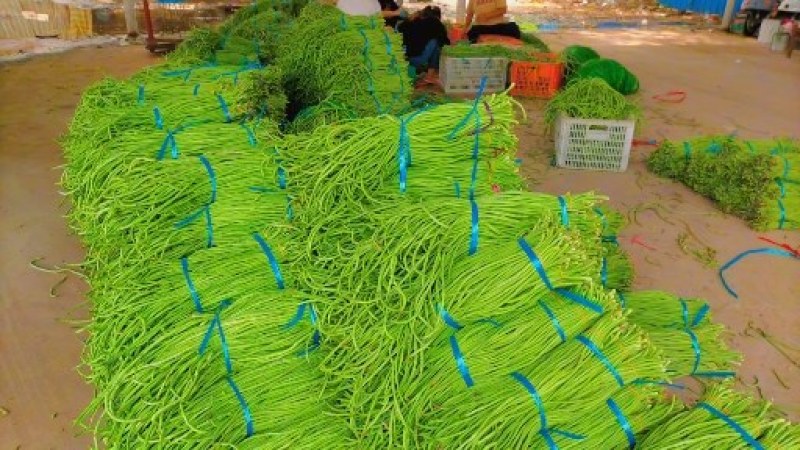 精品青条豆角长豆角对接烘干加工厂腌制厂家保质量