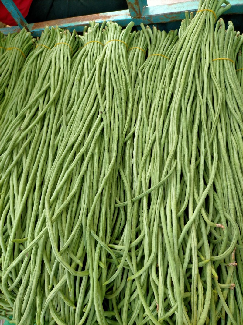 精品青条豆角长豆角对接烘干加工厂腌制厂家保质量
