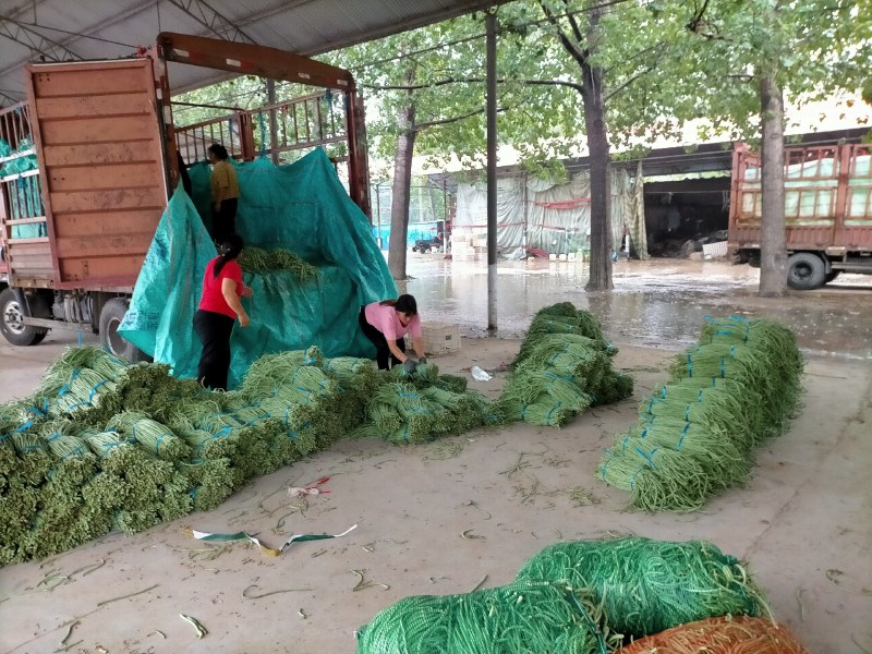 精品青条豆角长豆角对接烘干加工厂腌制厂家保质量