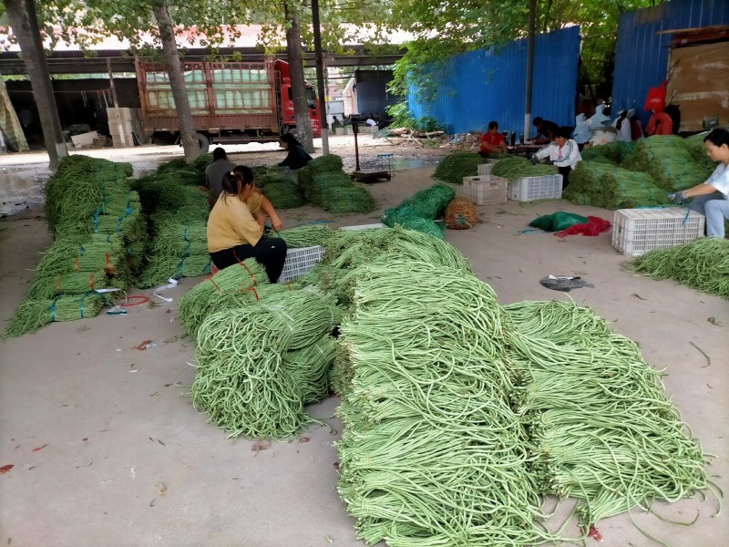 精品青条豆角长豆角对接烘干加工厂腌制厂家保质量