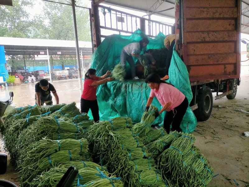 精品青条豆角长豆角对接烘干加工厂腌制厂家保质量