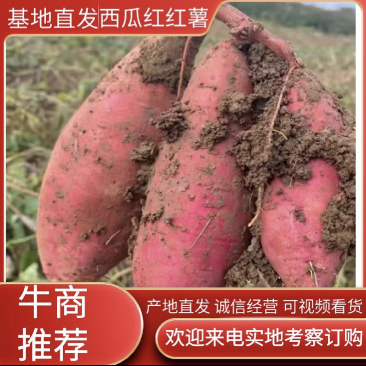 广西灌阳西瓜红红薯产地直供，一手货源量大从优欢迎致电